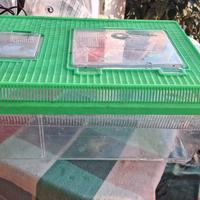 Terrario per tartarughe