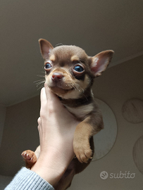 Chihuahua Toy
