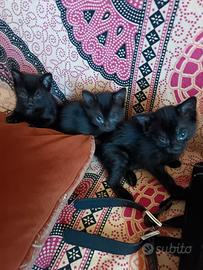 Dolcissimi gattini