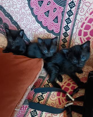 Dolcissimi gattini