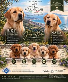 CUCCIOLI DI LABRADOR - PEDIGREE-LASTRE-TEST