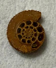 Fossile di conchiglia