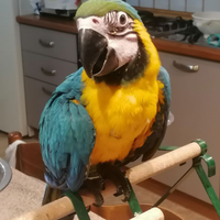 Ara ararauna allevata a mano