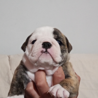Bulldog inglese