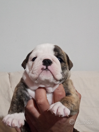 Bulldog inglese