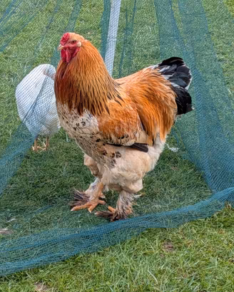 Gallo Brahma 1 anno