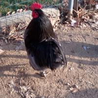 Gallo