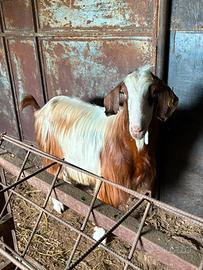 Animale