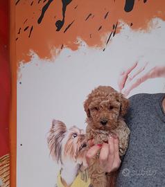 Barboncino Toy Fulvo Femminuccia