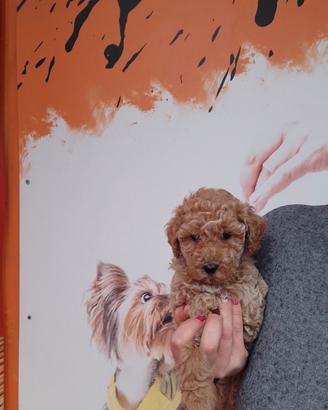 Barboncino Toy Fulvo Femminuccia