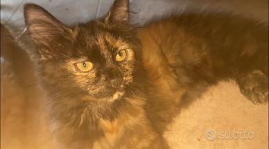 Gattina