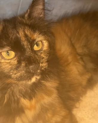 Gattina