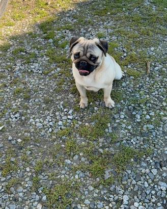 Carlino beige