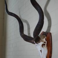 Teschio kudu maggiore - Tragelaphus strepsiceros
