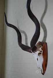 Teschio kudu maggiore - Tragelaphus strepsiceros
