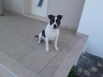 Cucciolo di amstaff