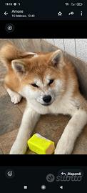 Akita inu giapponese