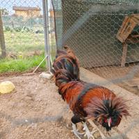 Gallo razza padovana gratis