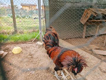 Gallo razza padovana gratis