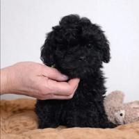 Barboncino Mini Toy Total Black Femminuccia