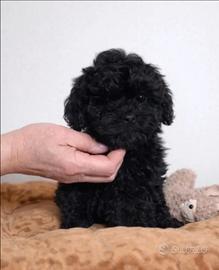 Barboncino Mini Toy Total Black Femminuccia