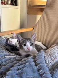 Cucciolo bianco e grigio