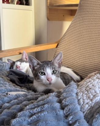 Cucciolo bianco e grigio