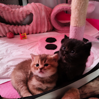 Scottish fold e straight