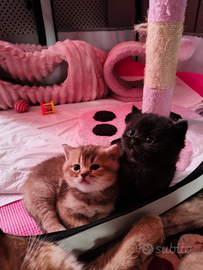 Scottish fold e straight