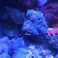 Coralli acquario marino