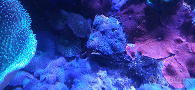 Coralli acquario marino