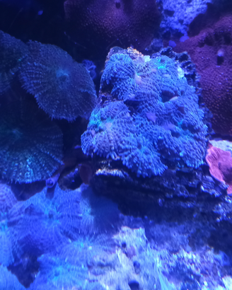 Coralli acquario marino