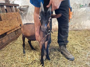 Capretti maschi camosciata delle alpi