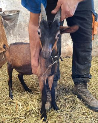 Capretti maschi camosciata delle alpi