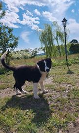 Ultimo border collie rimasto