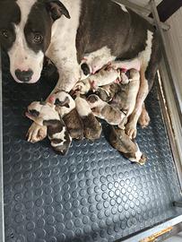 Amstaff cuccioli