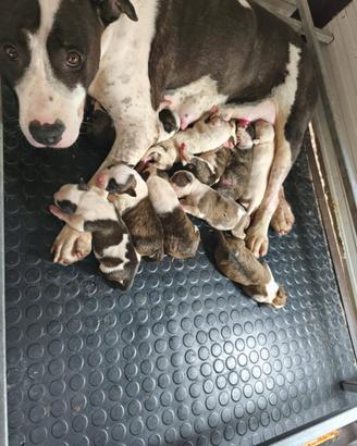 Amstaff cuccioli