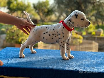 Splendidi cuccioli di Dalmata con pedigree