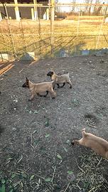 Pastori belga malinois