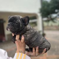 Cucciolo bulldog francese