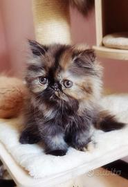 Cuccioli di Gatto Persiano