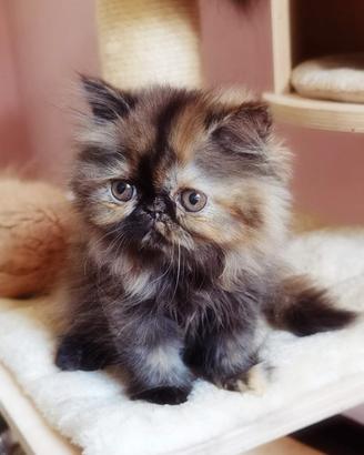 Cuccioli di Gatto Persiano