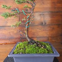 Bonsai ginepro stile Fukinagashi battuto dal vento
