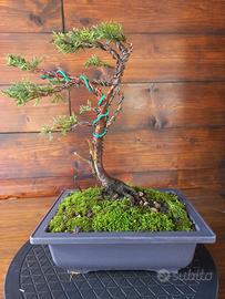 Bonsai ginepro stile Fukinagashi battuto dal vento