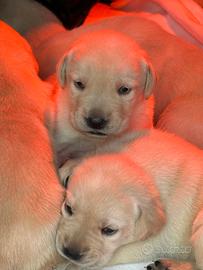 Cuccioli di labrador