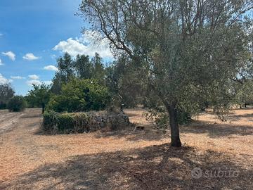 Trullo in due lotti edificabili terreno 17.000mq
