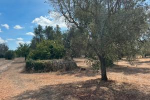 Trullo in due lotti edificabili terreno 17.000mq