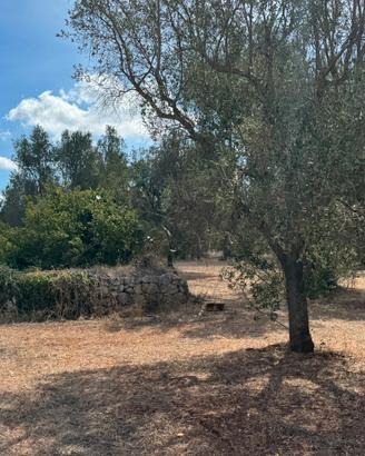Trullo in due lotti edificabili terreno 17.000mq