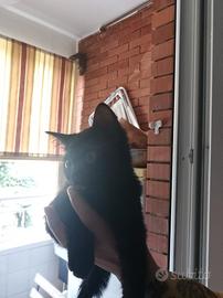 Gattina nera
