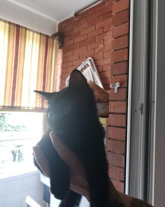 Gattina nera
